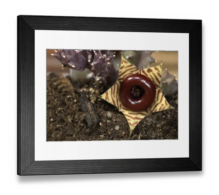 Framed Print : Lifesaver Plant (Huernia zebrina) close-up of flower, Southern Africa Framed Print : Lifesaver Plant (Huernia zebrina) close-up of flower, Southern Africa