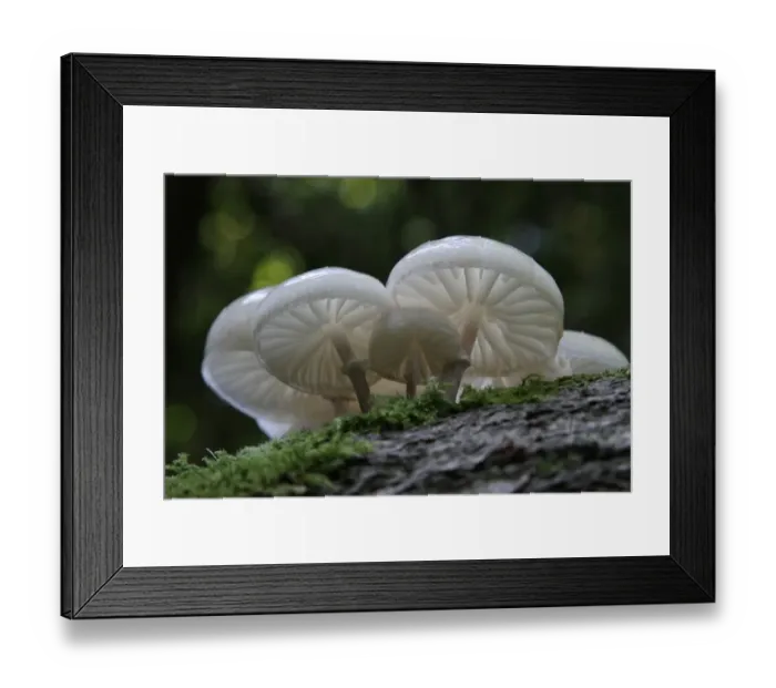 Framed Print : Porcelain Fungus (Oudemansiella mucida) fruiting bodies, growing on dead wood, Leicestershire, England, september Framed Print : Porcelain Fungus (Oudemansiella mucida) fruiting bodies, growing on dead wood, Leicestershire, England, september