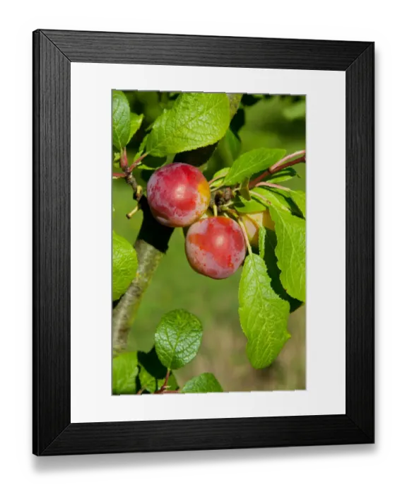 Framed Print : Plum (Prunus domestica) Reeves, close-up of fruit, growing in orchard, Norfolk, England, august Framed Print : Plum (Prunus domestica) Reeves, close-up of fruit, growing in orchard, Norfolk, England, august