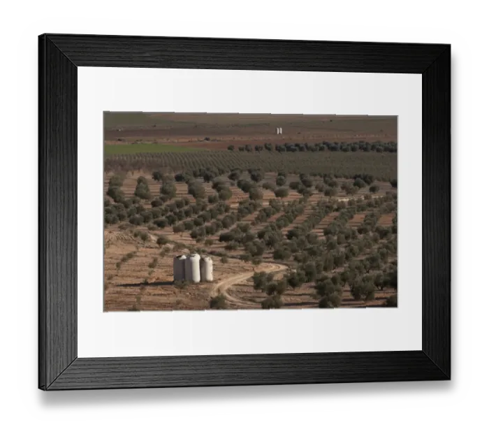 Framed Print : Olive (Olea europea) grove, view of farmland with old vats used for collecting rainwater, La Mancha, Spain, january Framed Print : Olive (Olea europea) grove, view of farmland with old vats used for collecting rainwater, La Mancha, Spain, january