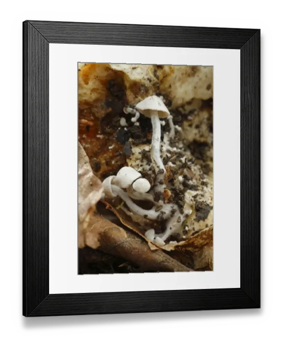 Framed Print : Silky Piggyback Fungus (Asterophora parasitica) fruiting bodies, parasitic species Framed Print : Silky Piggyback Fungus (Asterophora parasitica) fruiting bodies, parasitic species