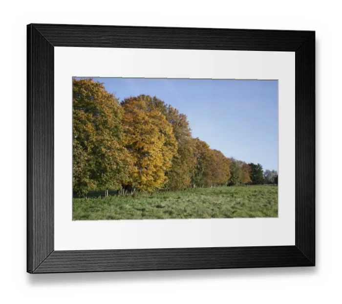 Framed Print : Mature hedgerow trees, growing at edge of unimproved wet grazing meadow, River Dove, Thornham Magna, Suffolk, England Framed Print : Mature hedgerow trees, growing at edge of unimproved wet grazing meadow, River Dove, Thornham Magna, Suffolk, England