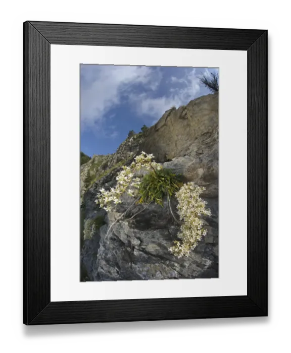 Framed Print : Ligurian Saxifrage (Saxifraga lingulata) flowering, growing on cliff, Ligurian Alps, Liguria, Italy Framed Print : Ligurian Saxifrage (Saxifraga lingulata) flowering, growing on cliff, Ligurian Alps, Liguria, Italy
