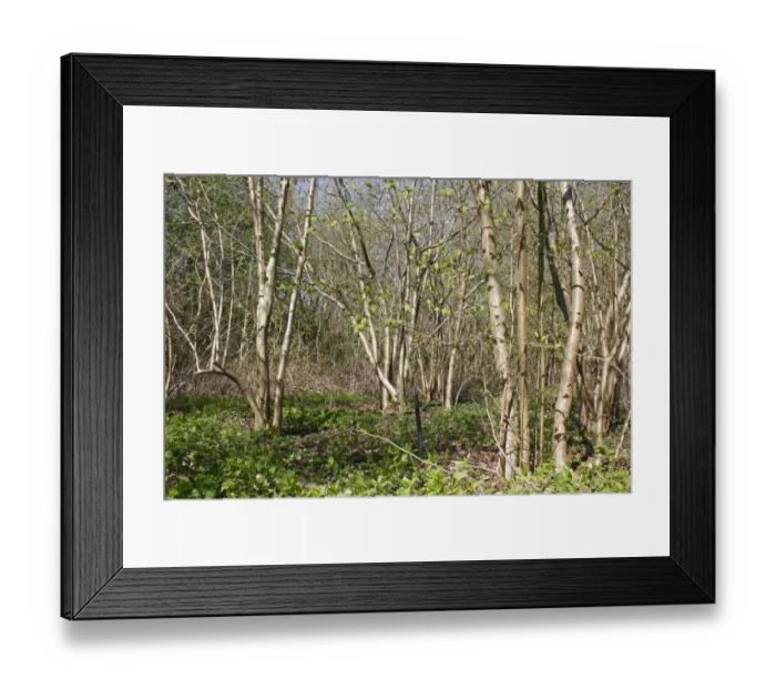 Framed Print : Common Hazel (Corylus avellana) coppiced woodland, Barking Tye, Suffolk, England, april Framed Print : Common Hazel (Corylus avellana) coppiced woodland, Barking Tye, Suffolk, England, april