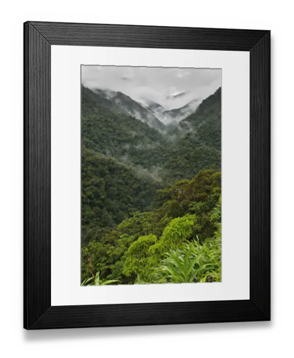 Framed Print : View of mountain rainforest habitat, Peruvian Andes, Peru Framed Print : View of mountain rainforest habitat, Peruvian Andes, Peru