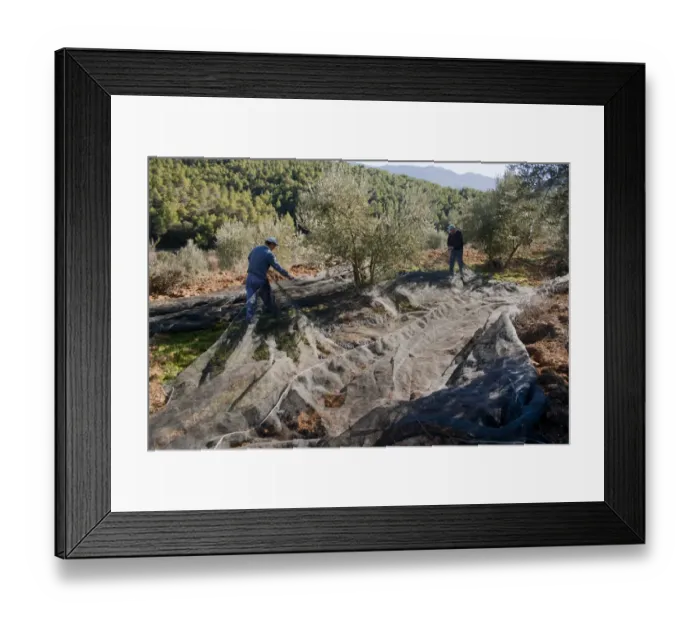 Framed Print : Olive (Olea europea) grove, men harvesting fruit, near Yeste, Castilla la Mancha, Spain, december