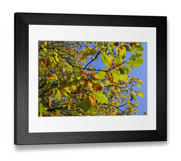 Framed Print : Sessile Oak (Quercus petraea) close-up of leaves, changing to autumn colour, Powys, Wales. october Framed Print : Sessile Oak (Quercus petraea) close-up of leaves, changing to autumn colour, Powys, Wales. october