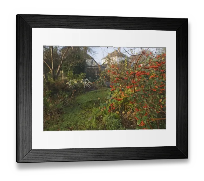 Framed Print : Firethorn (Pyracantha sp. ) in fruit, growing in suburban garden, Kent, England, autumn Framed Print : Firethorn (Pyracantha sp. ) in fruit, growing in suburban garden, Kent, England, autumn
