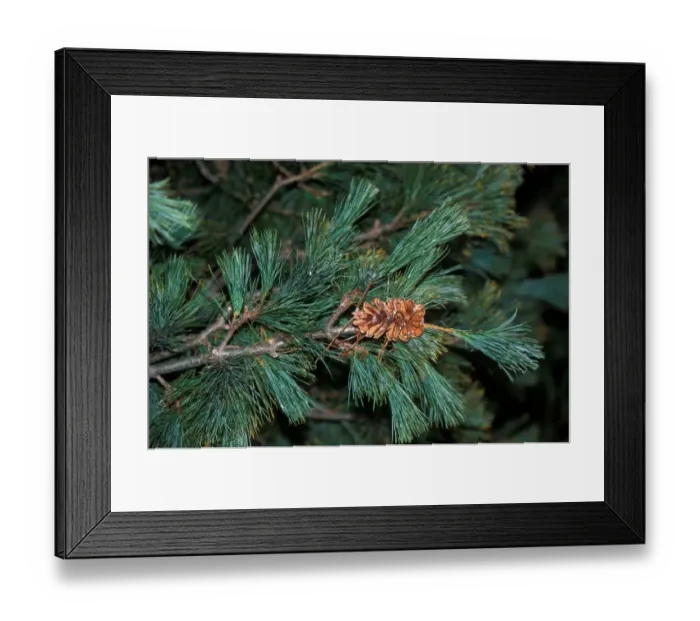 Framed Print : Tree - Macedonian Pine (Pinus peuce) Branch and cone Framed Print : Tree - Macedonian Pine (Pinus peuce) Branch and cone