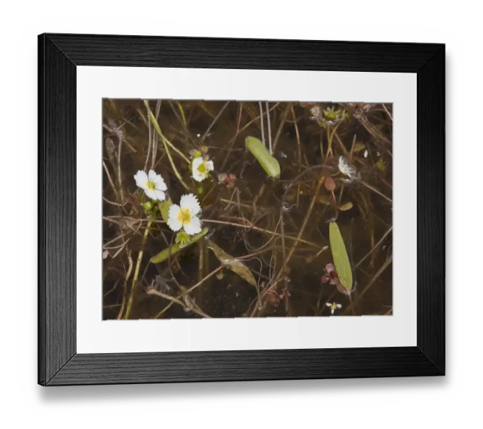 Framed Print : California Damasonium (Damasonium californicum) flowering, growing in wetland, Sierra Valley, California, U. S. A. july