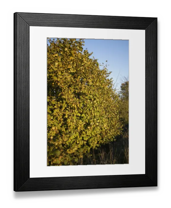 Framed Print : Common Hazel (Corylus avellana) habit, growing in hedgerow at edge of farmland, in evening sunshine, Bacton, Suffolk