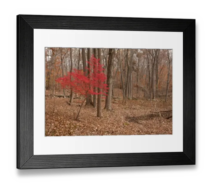 Framed Print : Winged Spindle (Euonymus alatus) introduced invasive species, autumn foliage, growing in woodland habitat Framed Print : Winged Spindle (Euonymus alatus) introduced invasive species, autumn foliage, growing in woodland habitat