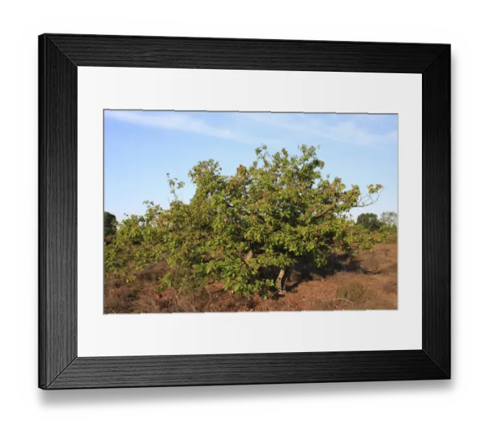 Framed Print : Common Oak (Quercus robur) habit, young trees growing in lowland heathland reserve, Wortham Ling, Upper Waveney Valley