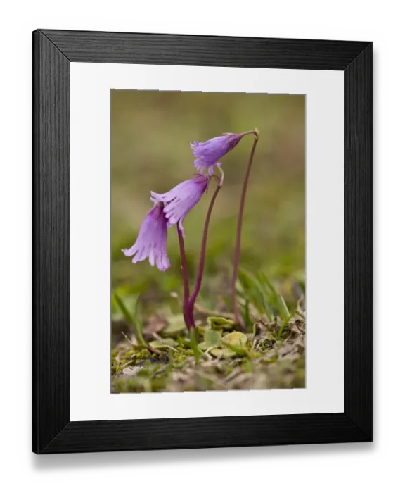 Framed Print : Least Snowbell (Soldanella minima) flowering, growing in turf on limestone, Julian Alps, Slovenia, june Framed Print : Least Snowbell (Soldanella minima) flowering, growing in turf on limestone, Julian Alps, Slovenia, june