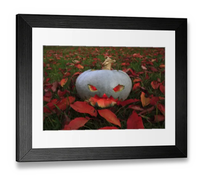Framed Print : Pumpkin (Cucurbita sp. ) Jack O Lantern lit at dusk, on garden lawn with fallen leaves, Halloween custom, Suffolk Framed Print : Pumpkin (Cucurbita sp. ) Jack O Lantern lit at dusk, on garden lawn with fallen leaves, Halloween custom, Suffolk