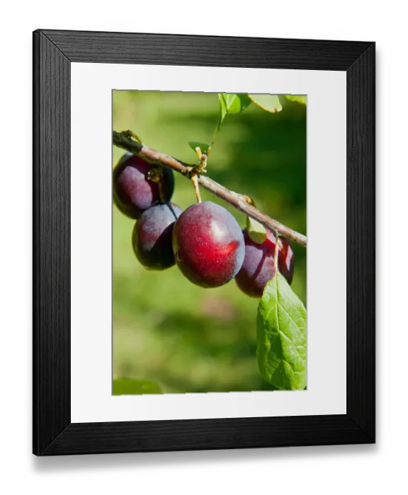 Framed Print : Damson (Prunus domestica var. insititia) Merry Weather, close-up of fruit, growing in orchard, Norfolk, England, august Framed Print : Damson (Prunus domestica var. insititia) Merry Weather, close-up of fruit, growing in orchard, Norfolk, England, august