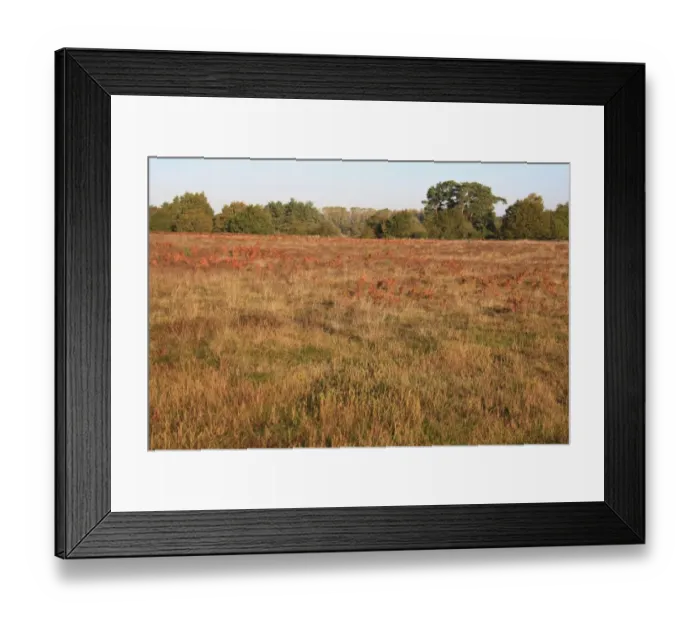 Framed Print : View of breckland heathland habitat at dawn, Knettishall Heath Country Park, Suffolk, England, october Framed Print : View of breckland heathland habitat at dawn, Knettishall Heath Country Park, Suffolk, England, october