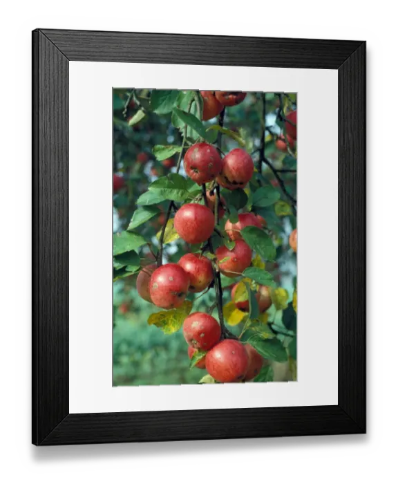 Framed Print : Cultivated Apple (Malus domestica) Ripening apples on tree  /  some marked with spot