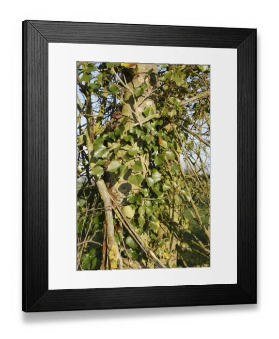 Framed Print : Ivy (Hedera helix) leaves, climbing tree trunk in hedgerow, Bacton, Suffolk, England, march