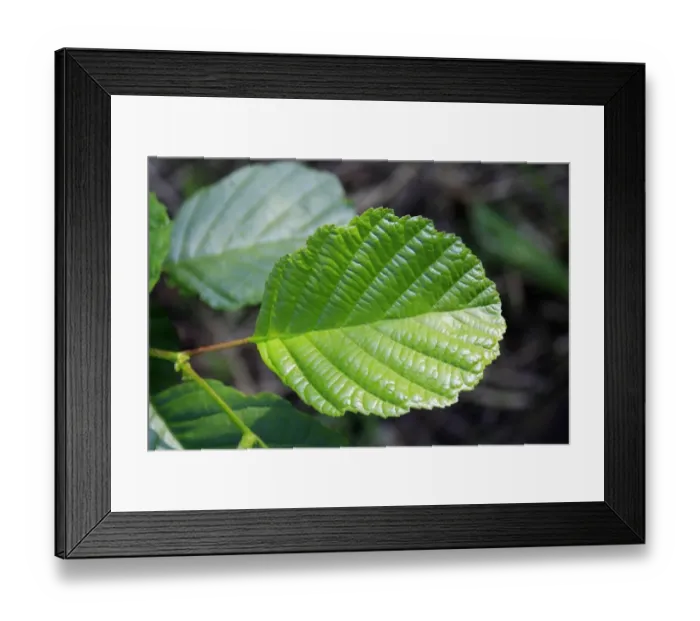 Framed Print : Common Alder (Alnus glutinosa) close-up of leaf, growing in carr wet woodland in valley fen reserve, Roydon Fen Framed Print : Common Alder (Alnus glutinosa) close-up of leaf, growing in carr wet woodland in valley fen reserve, Roydon Fen