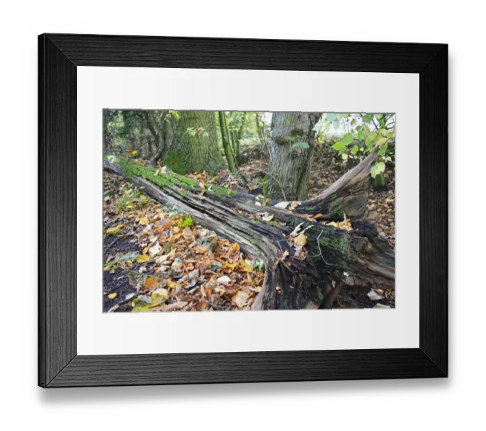 Framed Print : Fallen and decaying tree trunk in woodland, with moss and fallen leaves, Vicarage Plantation, Mendlesham, Suffolk Framed Print : Fallen and decaying tree trunk in woodland, with moss and fallen leaves, Vicarage Plantation, Mendlesham, Suffolk