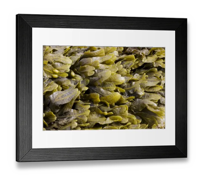Framed Print : Bladder Wrack (Fucus vesiculosus) fronds, exposed on rocky shore at low tide, Brough Head, Mainland, Orkney, Scotland Framed Print : Bladder Wrack (Fucus vesiculosus) fronds, exposed on rocky shore at low tide, Brough Head, Mainland, Orkney, Scotland