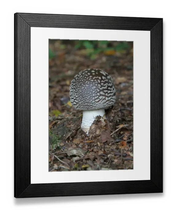 Framed Print : Panther Cap (Amanita pantherina) fruiting body, growing amongst fallen leaves on woodland floor, Leicestershire Framed Print : Panther Cap (Amanita pantherina) fruiting body, growing amongst fallen leaves on woodland floor, Leicestershire