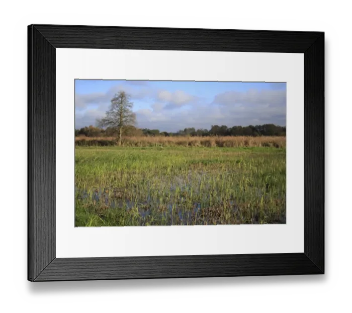 Framed Print : View of cut reedbed habitat with new shoots, in valley fen reserve, Hopton Fen, Hopton, Suffolk, England, november
