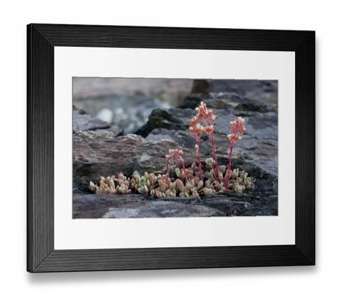 Framed Print : Sierra Stonecrop (Sedum obtusatum) flowering, growing amongst rocks, Lakes Basin, Sierra Nevada, California, U. S. A Framed Print : Sierra Stonecrop (Sedum obtusatum) flowering, growing amongst rocks, Lakes Basin, Sierra Nevada, California, U. S. A