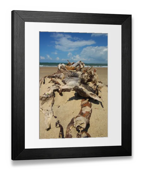 Framed Print : Driftwood on sandy beach, Gower Peninsula, Glamorgan, Wales, july Framed Print : Driftwood on sandy beach, Gower Peninsula, Glamorgan, Wales, july