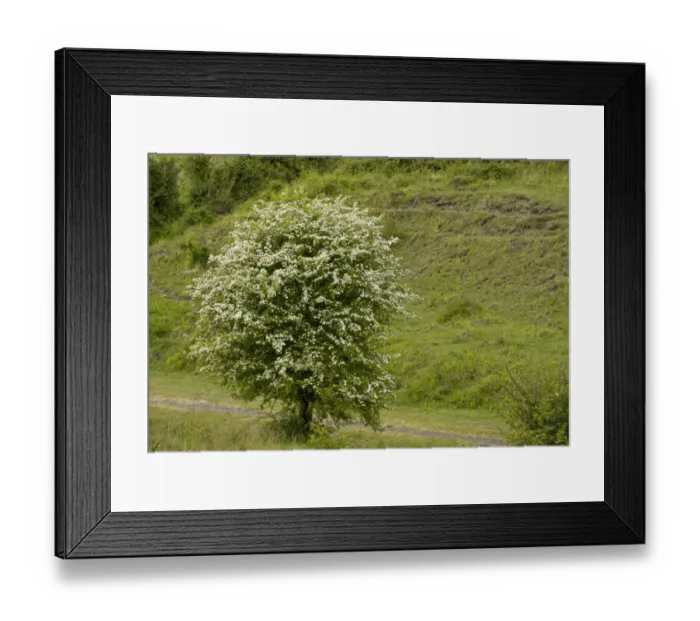 Framed Print : Common Hawthorn (Crataegus monogyna) habit, flowering, growing along old railway line Framed Print : Common Hawthorn (Crataegus monogyna) habit, flowering, growing along old railway line