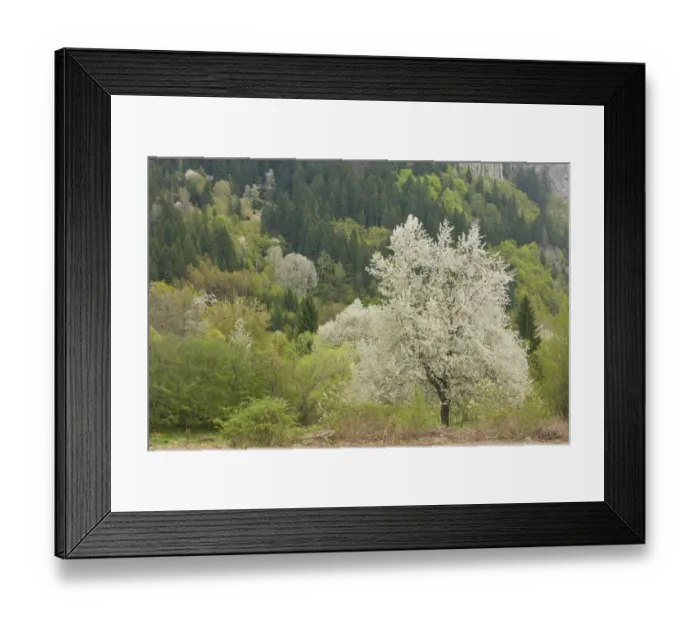 Framed Print : Wild Cherry (Prunus avium) habit, flowering, growing in woodland habitat, Rhodopi Mountains, near Smoljan