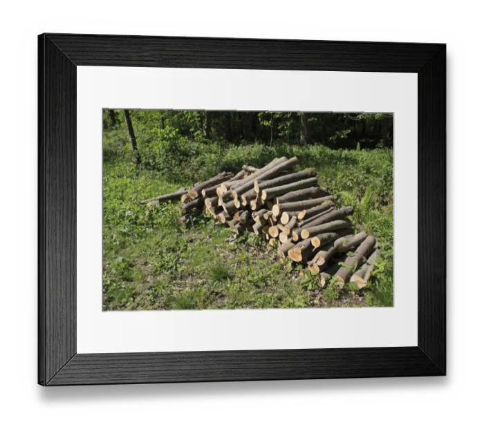 Framed Print : Log pile in deciduous woodland, Thornham Estate, Thornham Magna, Suffolk, England, may Framed Print : Log pile in deciduous woodland, Thornham Estate, Thornham Magna, Suffolk, England, may