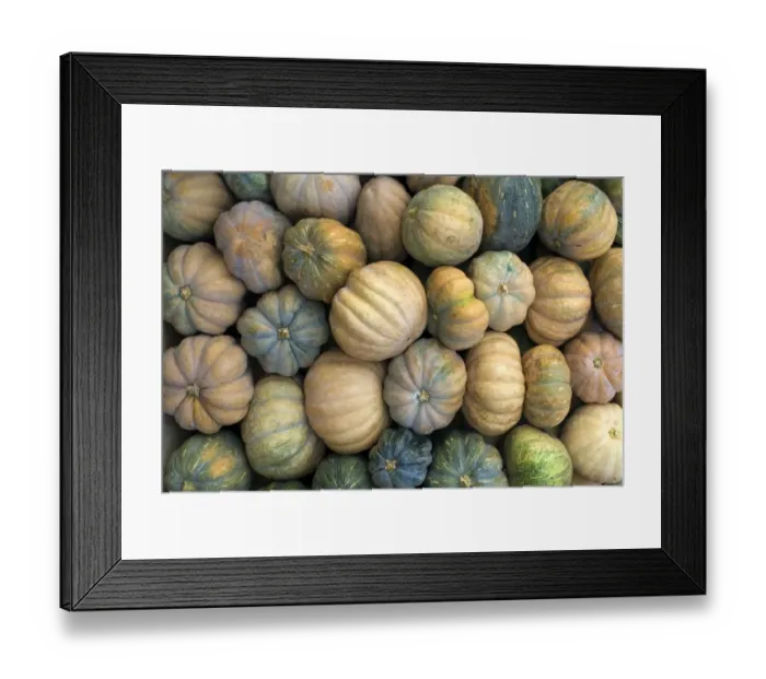 Framed Print : Pumpkin (Cucurbita sp. ) fruit, pile for sale in market, Madurai, Tamil Nadu, India Framed Print : Pumpkin (Cucurbita sp. ) fruit, pile for sale in market, Madurai, Tamil Nadu, India