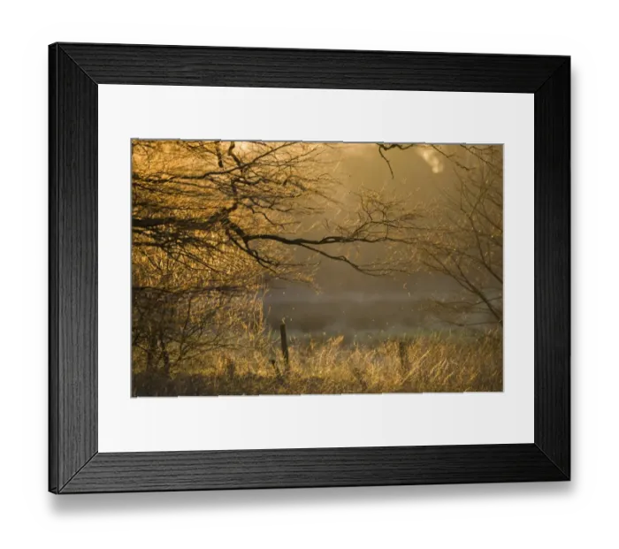 Framed Print : Trees and farmland at sunset, Norfolk, England, winter Framed Print : Trees and farmland at sunset, Norfolk, England, winter