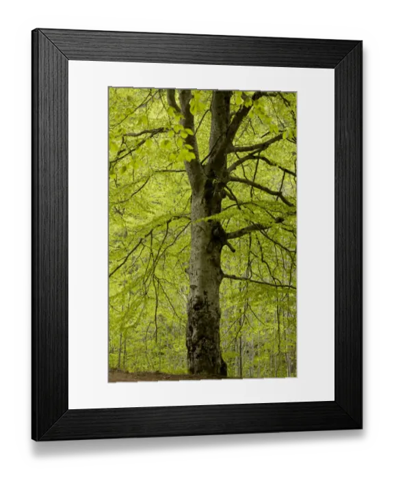 Framed Print : Common Beech (Fagus sylvatica) trunk, ancient tree growing in woodland, near Rila Monastery, Rila Mountains, Bulgaria