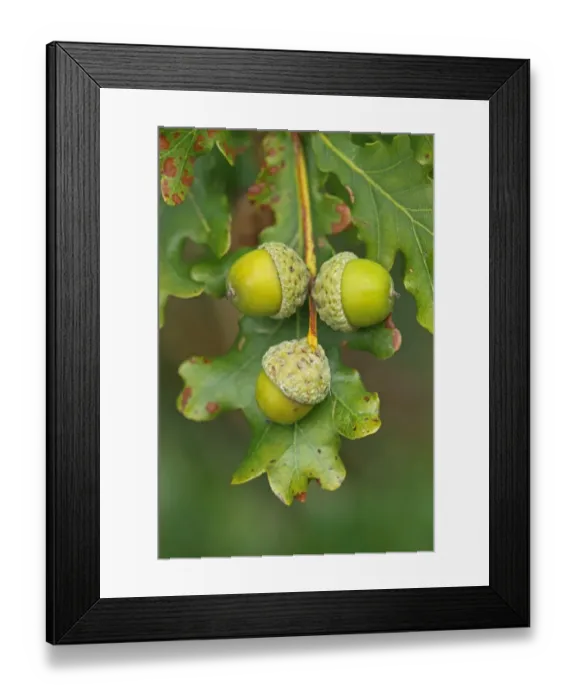 Framed Print : Common Oak (Quercus robur) close-up of acorns, England, september