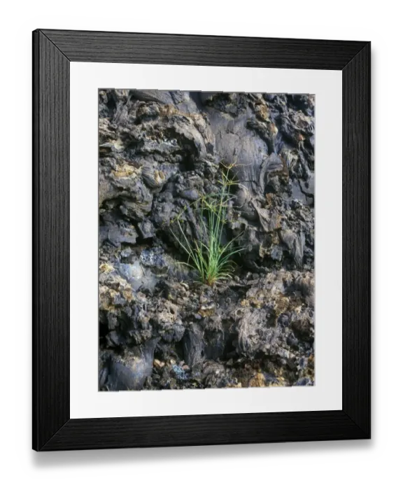 Framed Print : Anderssons Sedge (Cyperus anderssonii) Galapagos