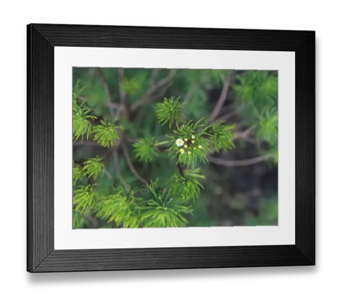 Framed Print : Darwins Shrub (Darwiniothamnus tenuifolius) Galapagos Framed Print : Darwins Shrub (Darwiniothamnus tenuifolius) Galapagos