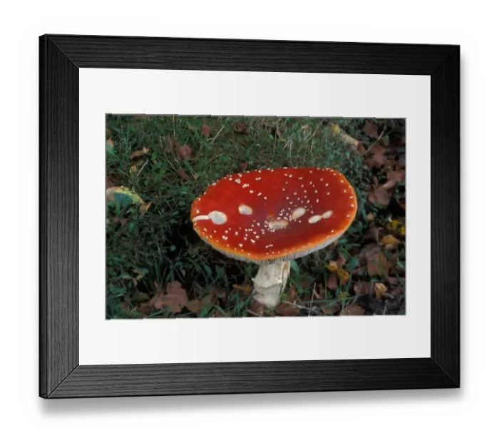 Framed Print : Fly Agaric (Amanita muscaria) Blaxhall Heath - Suffolk Wildlife Trust