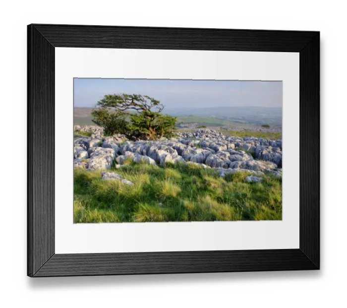 Framed Print : View of limestone pavement and hawthorn tree, Twistleton Scars, near Ingleborough, Ribblesdale, Yorkshire Dales N. P Framed Print : View of limestone pavement and hawthorn tree, Twistleton Scars, near Ingleborough, Ribblesdale, Yorkshire Dales N. P