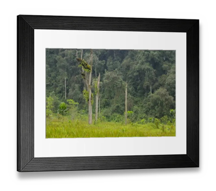 Framed Print : Edge of tropical montane forest habitat, Kamiranzovu Swamp, Nyungwe Forest N. P. Rwanda, march Framed Print : Edge of tropical montane forest habitat, Kamiranzovu Swamp, Nyungwe Forest N. P. Rwanda, march