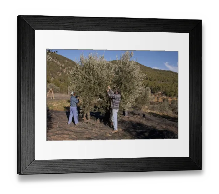Framed Print : Olive (Olea europea) grove, men harvesting fruit, near Yeste, Castilla la Mancha, Spain, december Framed Print : Olive (Olea europea) grove, men harvesting fruit, near Yeste, Castilla la Mancha, Spain, december