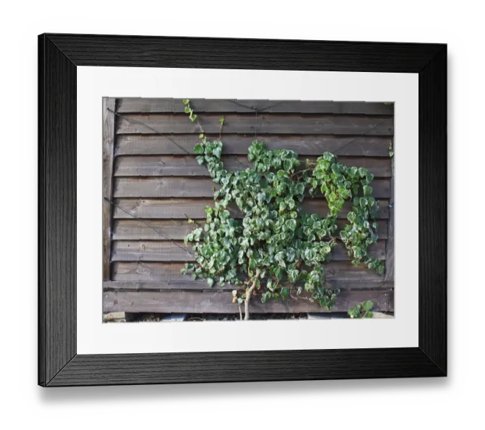 Framed Print : Common Ivy (Hedera helix) variegated leaves, trained on wire supports up garden shed, Bacton, Suffolk, England, october