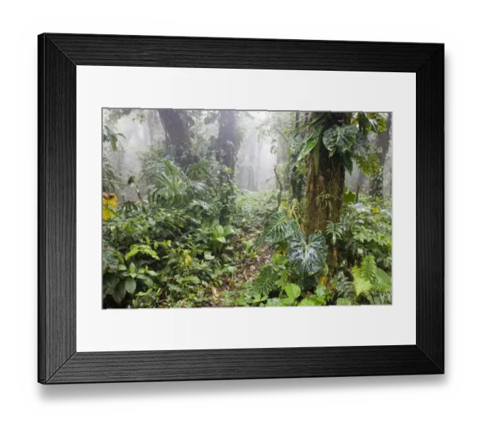 Framed Print : View of cloudforest interior habitat, Altos del Maria, Panama Framed Print : View of cloudforest interior habitat, Altos del Maria, Panama