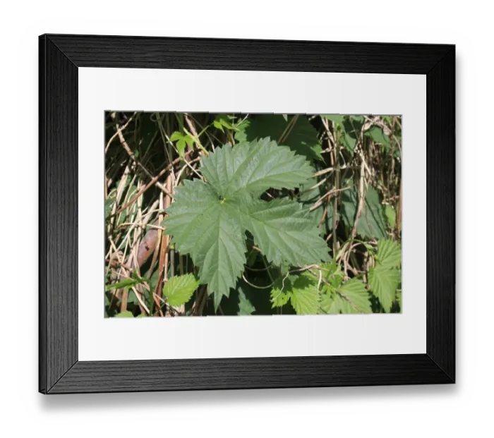 Framed Print : Common Hop (Humulus lupulus) close-up of leaf, Old Fen, Thelnetham Fen, Little Ouse Valley, Suffolk, England, may Framed Print : Common Hop (Humulus lupulus) close-up of leaf, Old Fen, Thelnetham Fen, Little Ouse Valley, Suffolk, England, may