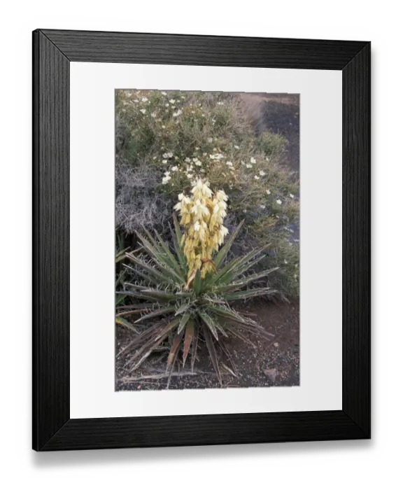 Framed Print : Yucca - Blue (Yucca baccata) Framed Print : Yucca - Blue (Yucca baccata)