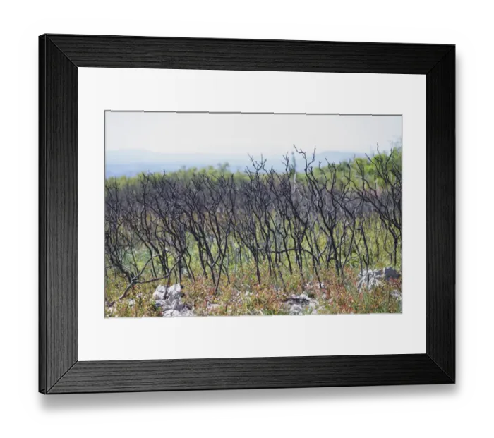 Framed Print : Kermes Oak (Quercus coccifera) regenerating after fire in garrigue habitat, near Minerve, Herault Framed Print : Kermes Oak (Quercus coccifera) regenerating after fire in garrigue habitat, near Minerve, Herault