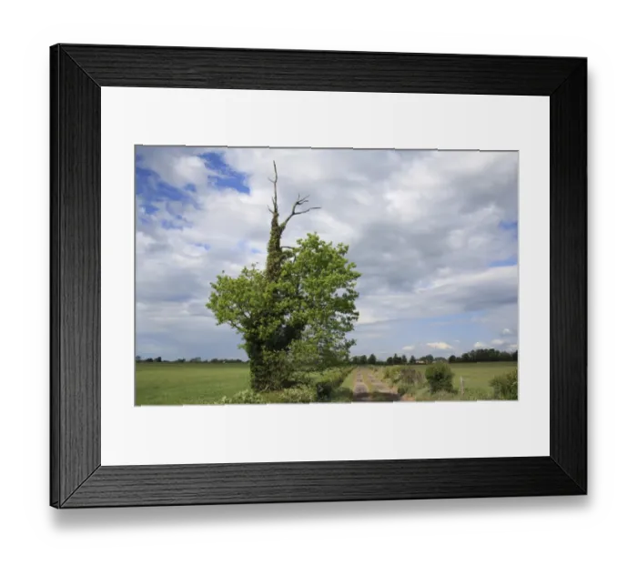 Framed Print : Common Oak (Quercus robur) stag head with dead branches protruding from leafy crown, habit Framed Print : Common Oak (Quercus robur) stag head with dead branches protruding from leafy crown, habit