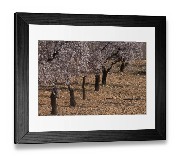 Framed Print : Almond (Prunus dulcis) grove, in blossom, Albacete, Castilla la Mancha, Spain, february
